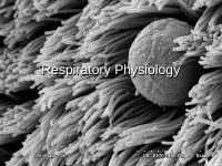 Respiratory Physiology (1) (1).ppt